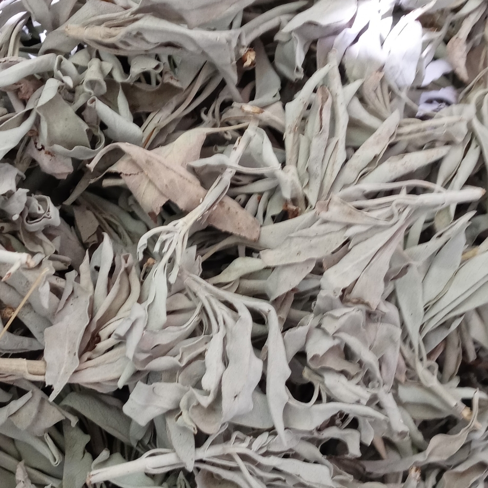 WHITE SAGE - LOOSE LEAF CLUSTERS - 1/2 pound